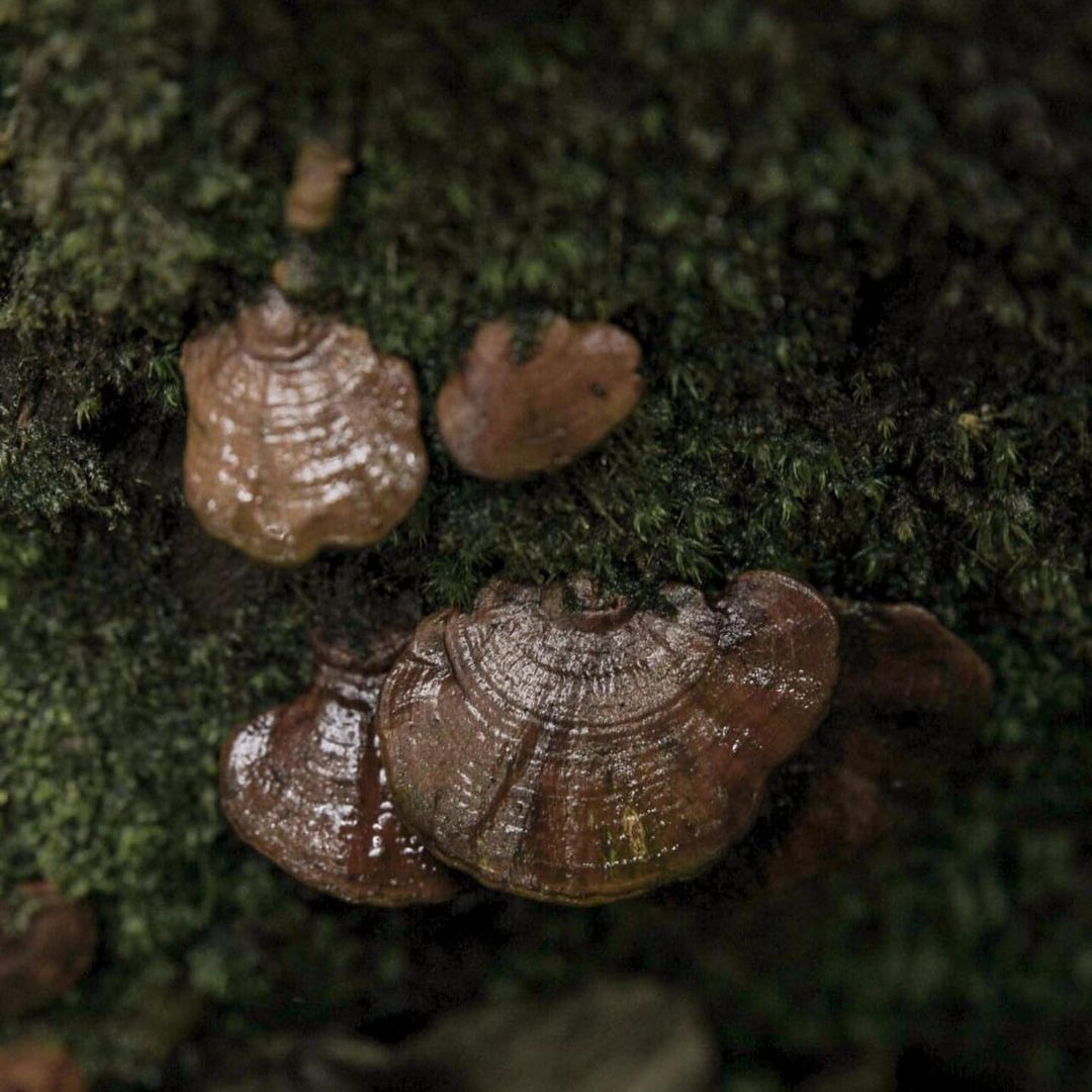 Cogumelos Selvagens da Mata Atlântica 