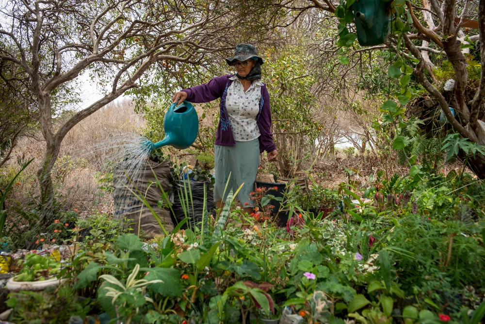 Jornal O candeeiro | BAMIN lança projeto 'Nossa Flora Frutificando' com  livro e exposição sobre riquezas naturais do Alto Sertão Baiano